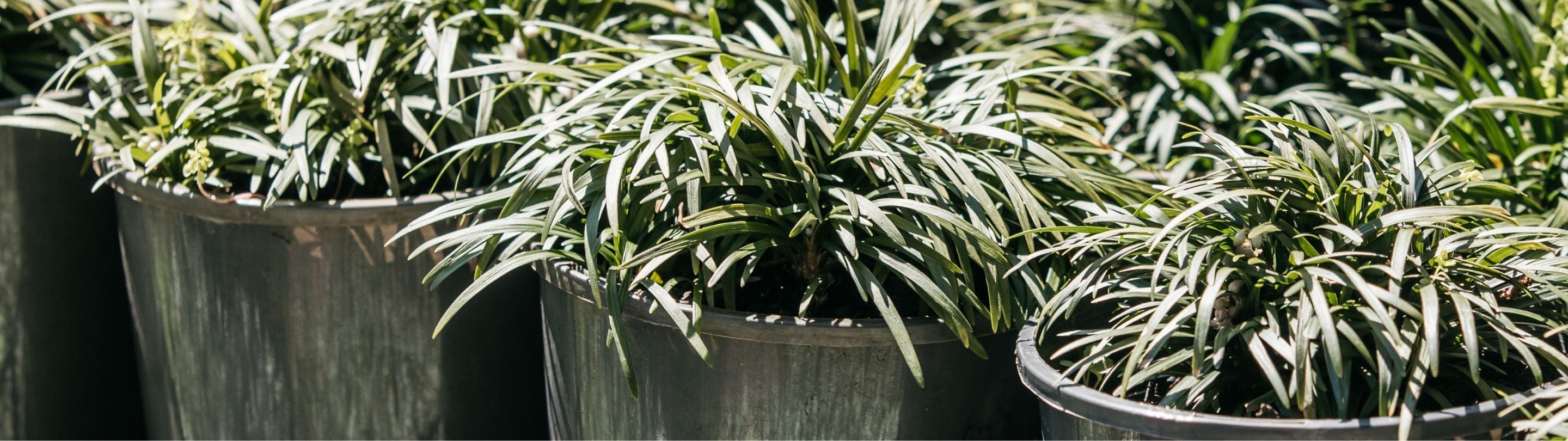 Grasses & Ground Cover