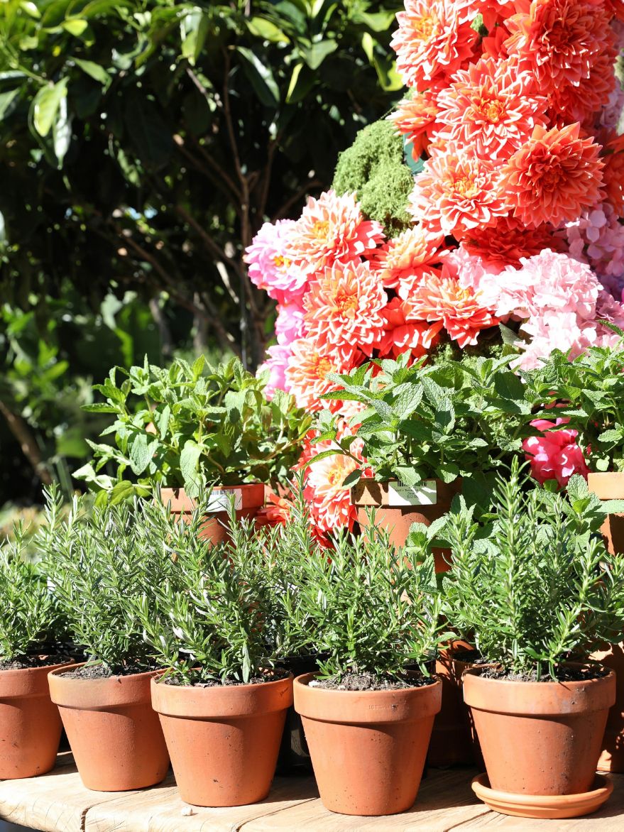 Rosemary 'Tuscan Blue' in Terracotta Pot with Saucer