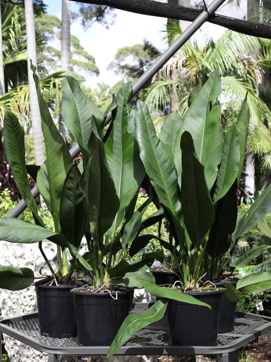 anthurium coriaceum for sale Anthurium coriaceum (Paddle Leaf Anthurium)
