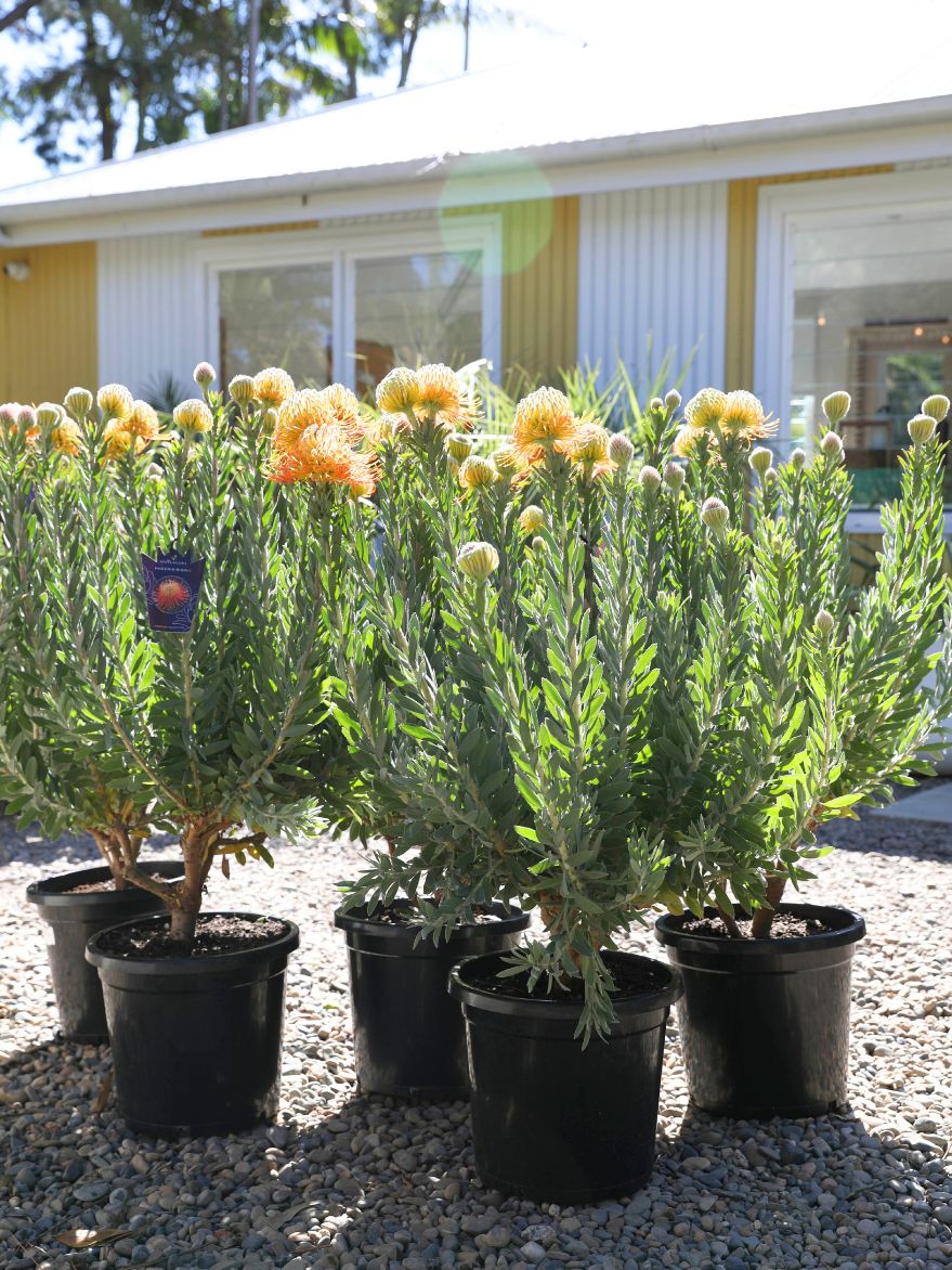 Leucospermum 'Phoenix Rising' (Pincushions) 300mm