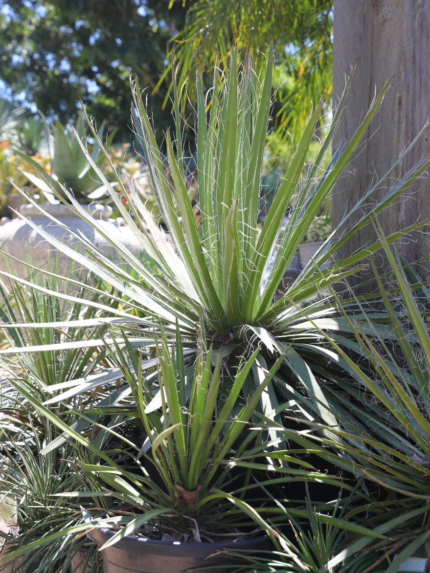 Yucca filifera (Mexican Tree Yucca)