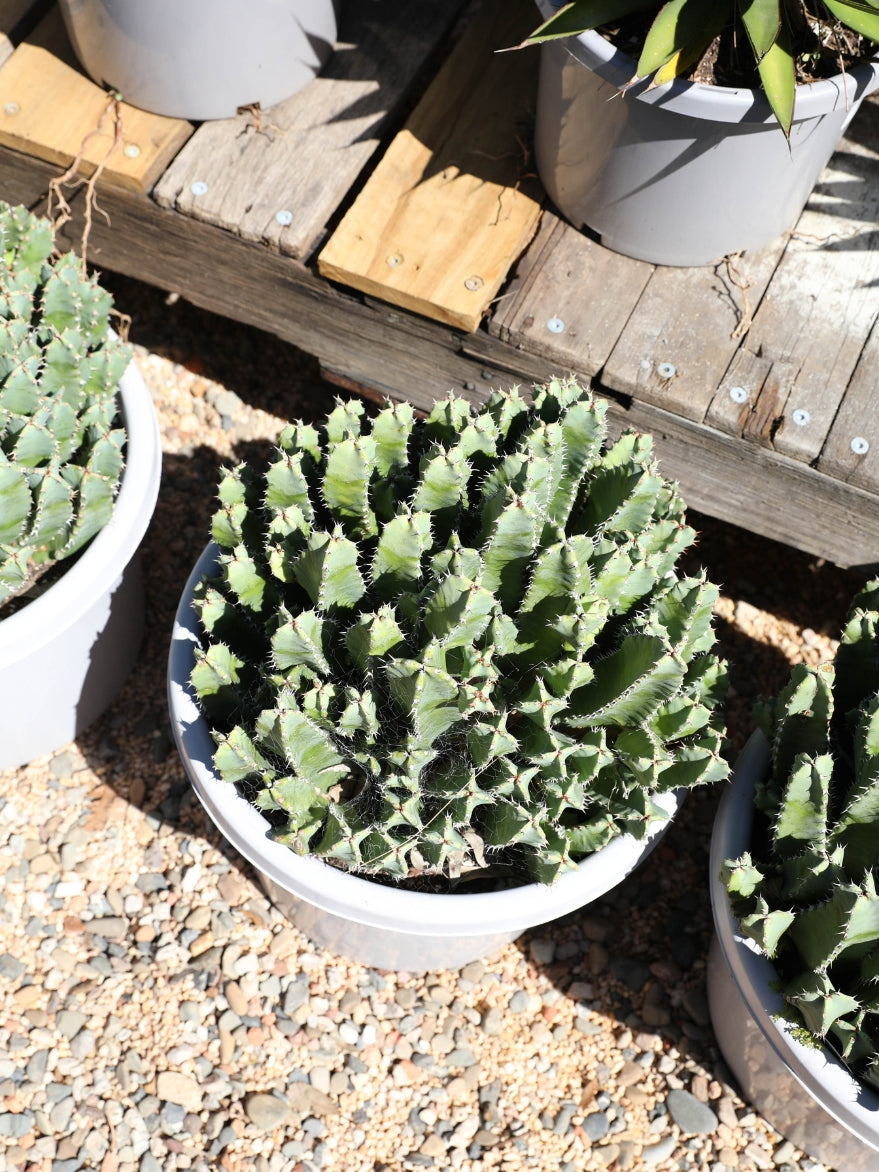 Euphorbia 'Moroccan Mound'