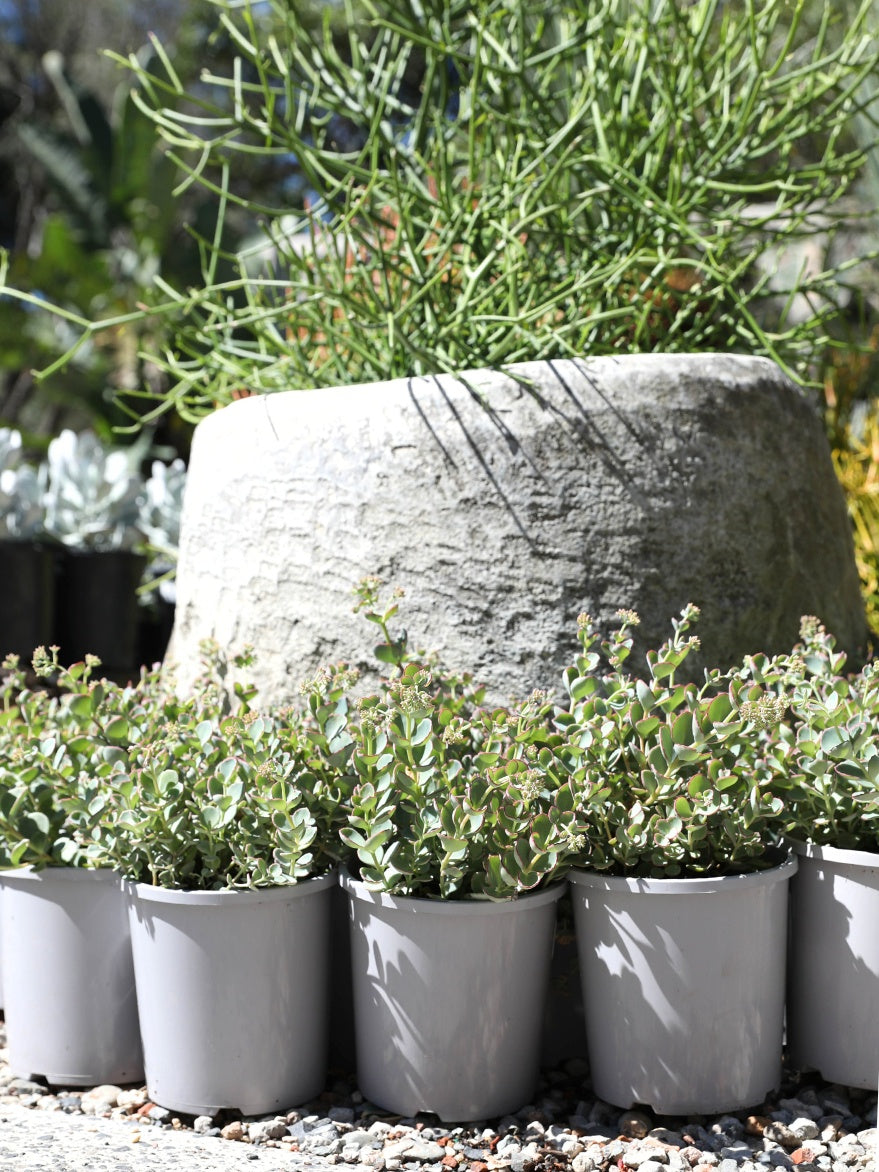 Sedum sieboldii 'Dragon' (Stonecrop)