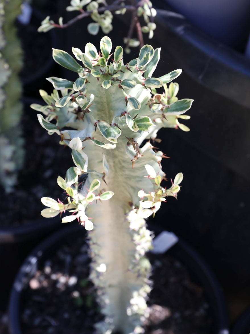 Euphorbia ammak (African Candelabra)