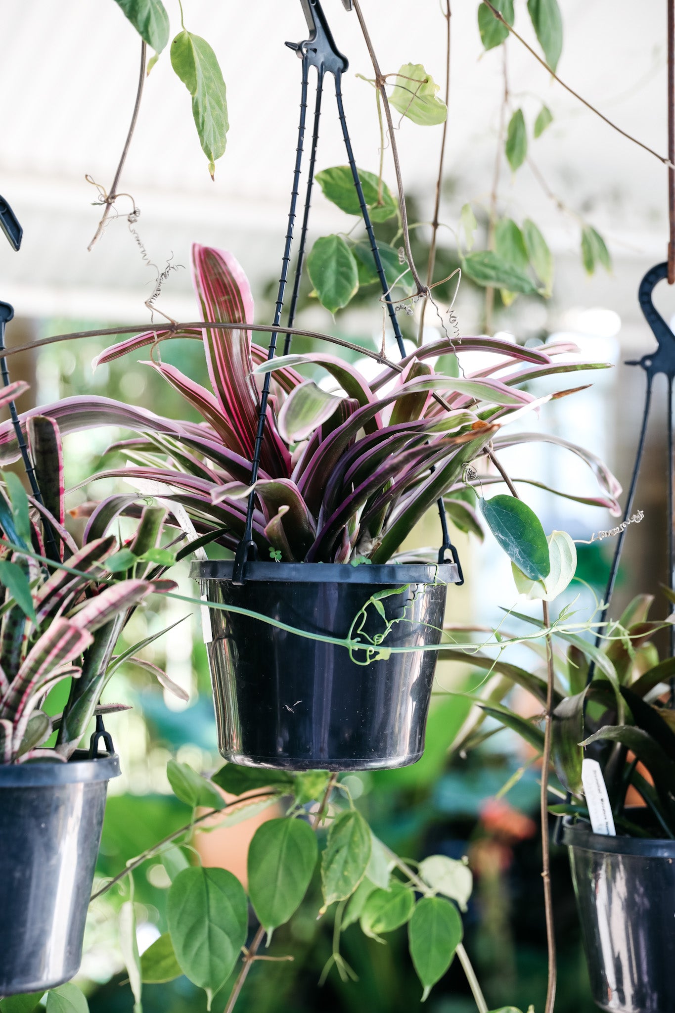 bromeliad hanging plant Hanging Bromeliad