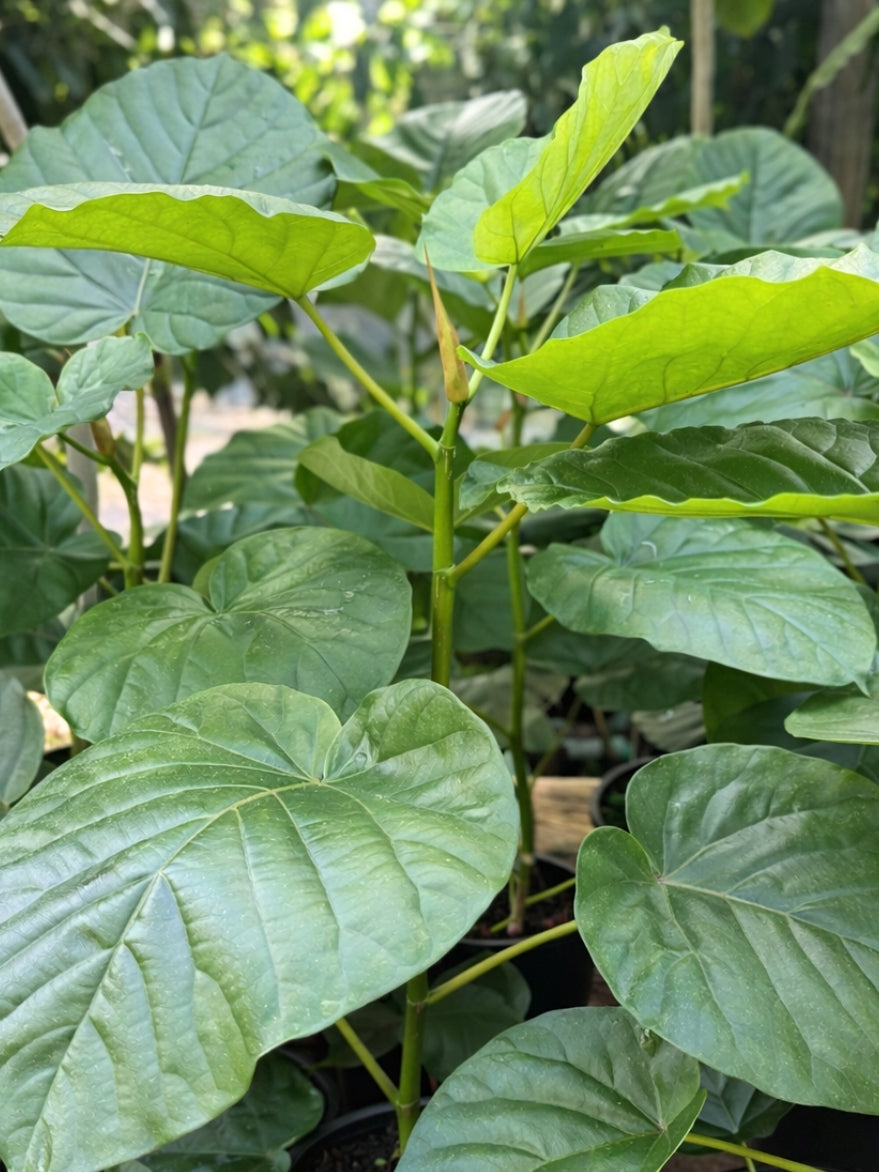 Ficus umbellata (Umbrella Tree Fig)