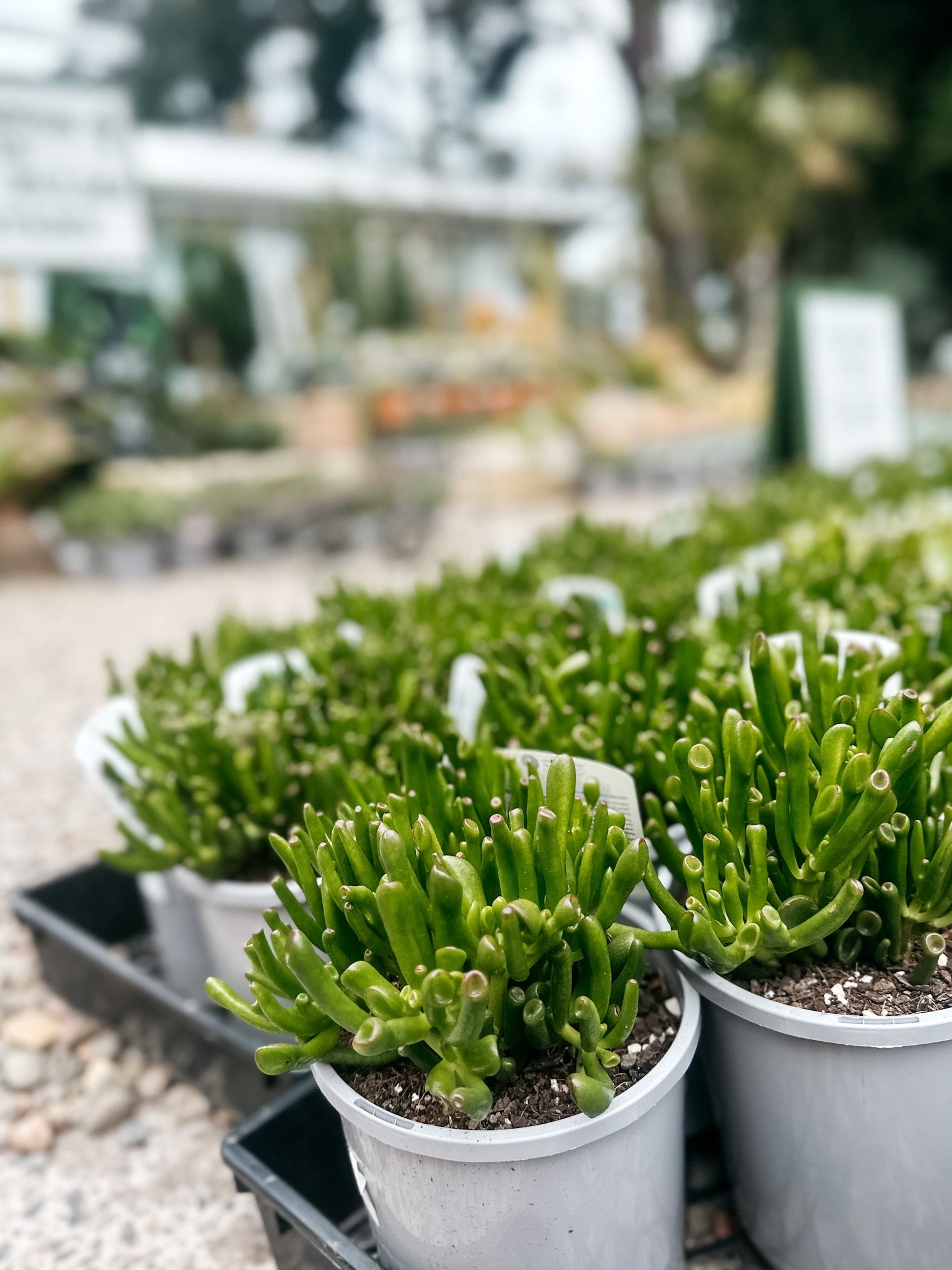 crassula succulents Crassula Succulent 'Gollum'