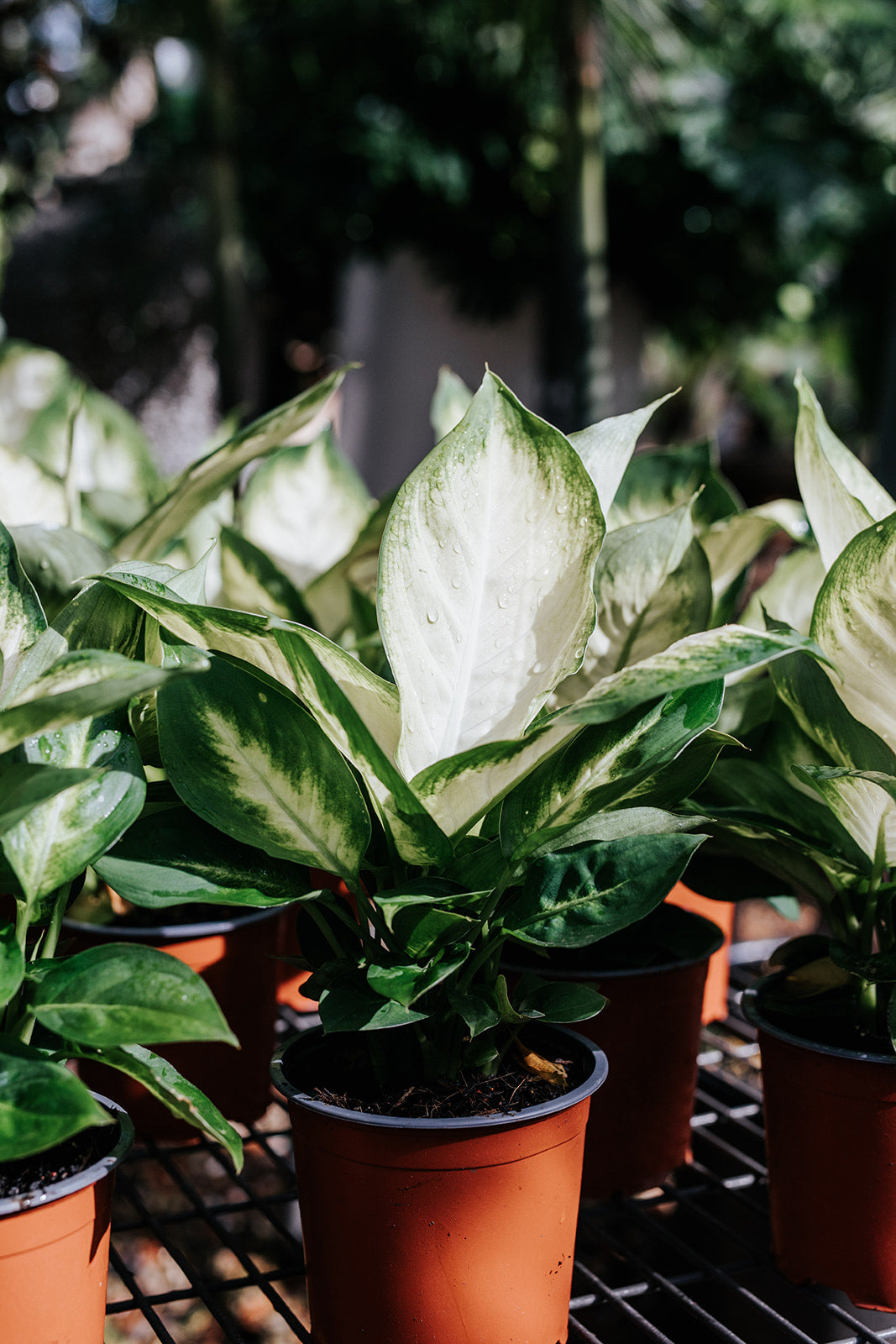 dieffenbachia marianne indoor Dieffenbachia 'Tropic Marianne' (Dumb Cane)