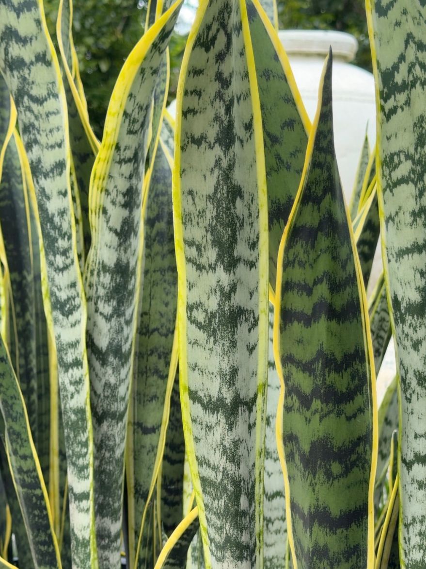 snake palm plant Sansevieria trifasciata 'Laurentii' (Snake Plant)
