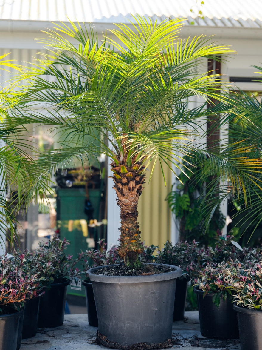 date plant in pot Phoenix roebelini (Dwarf Date Palm)