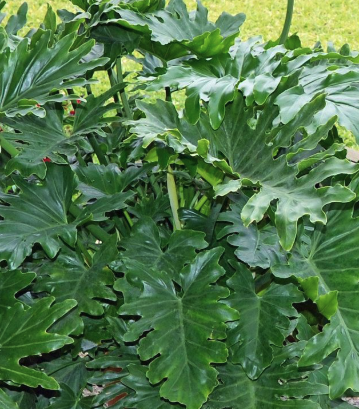 philodendron for sale sydney Philodendron Shangri La – The Palms Sydney
