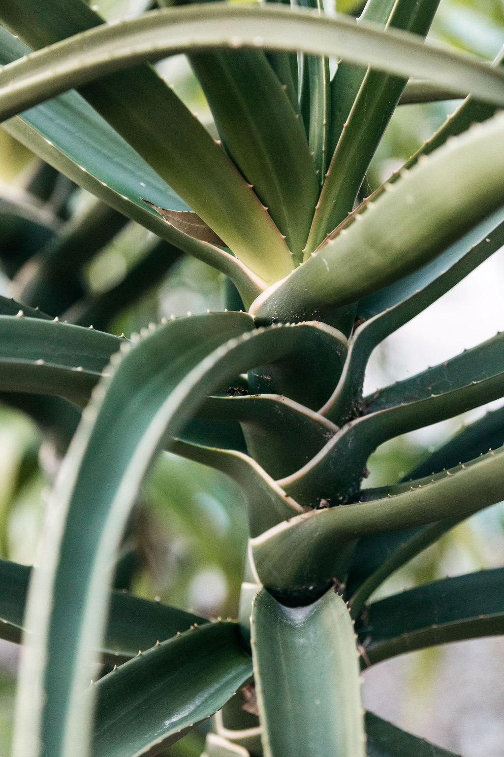 aloe vera plant tree Giant Aloe Tree (Aloe Barberae)