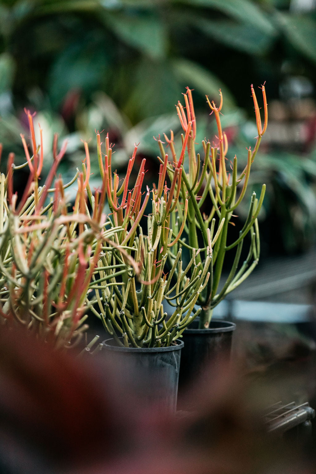 red stick succulent Euphorbia tirucalli (Firesticks Succulent)