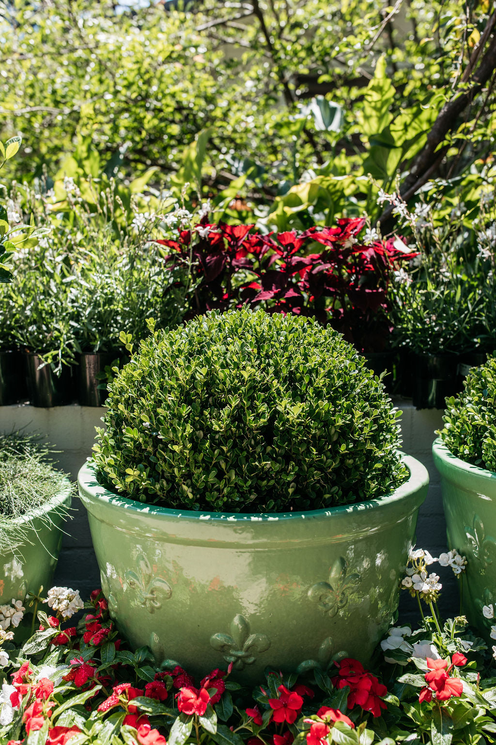 buxus plants in pots Buxus Topiary Ball