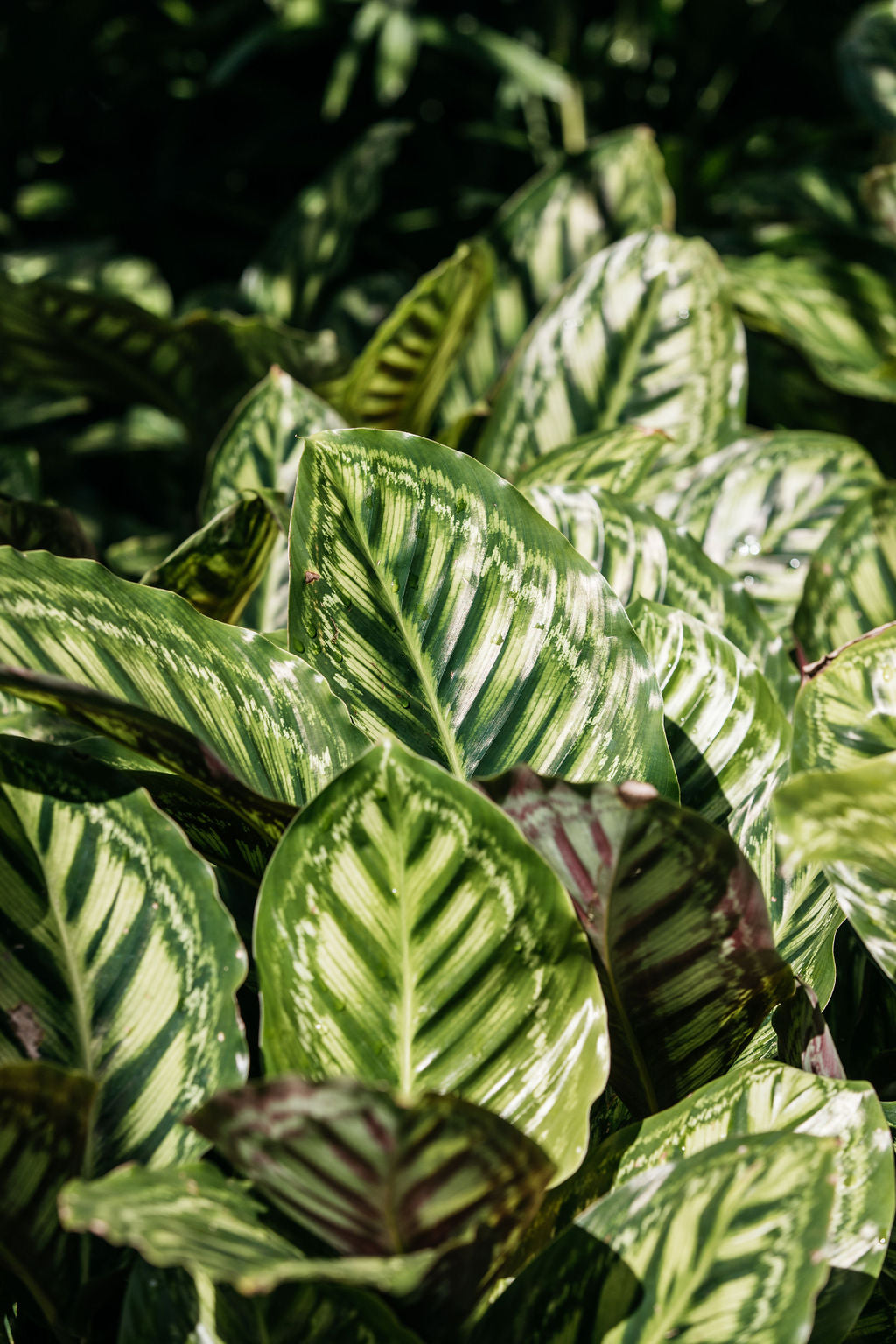 ctenanthe burle-marxii - fishbone prayer plant Ctenanthe burle marxii (Fishbone Prayer Plant)