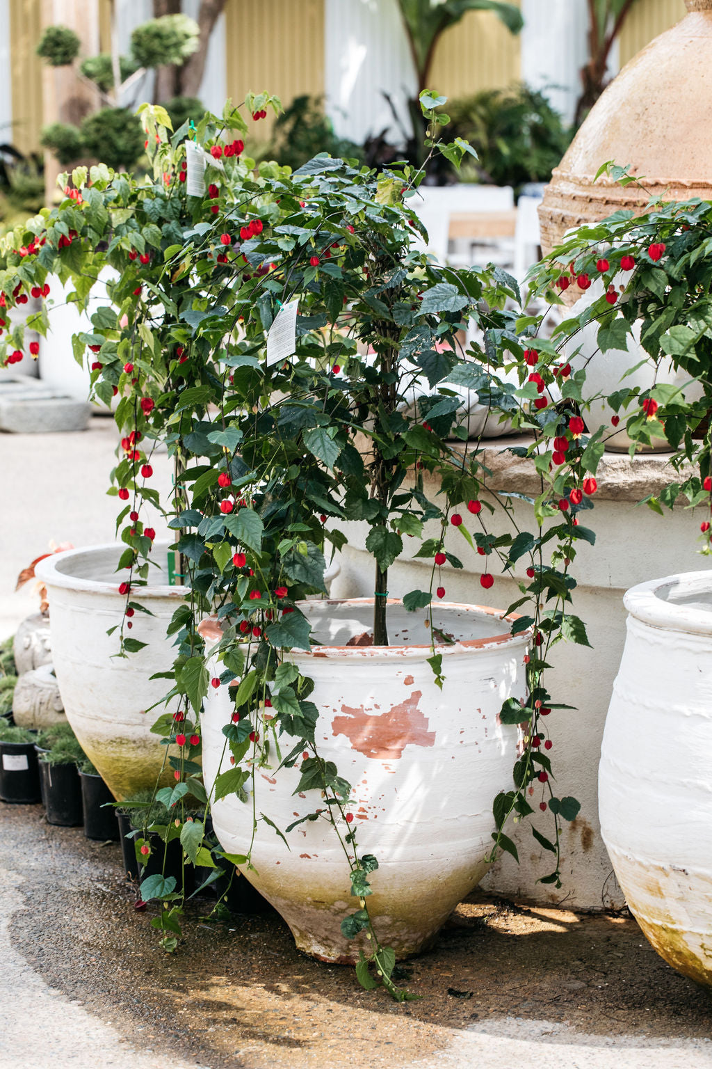mouth plant pot Open Mouth Dagar Pot