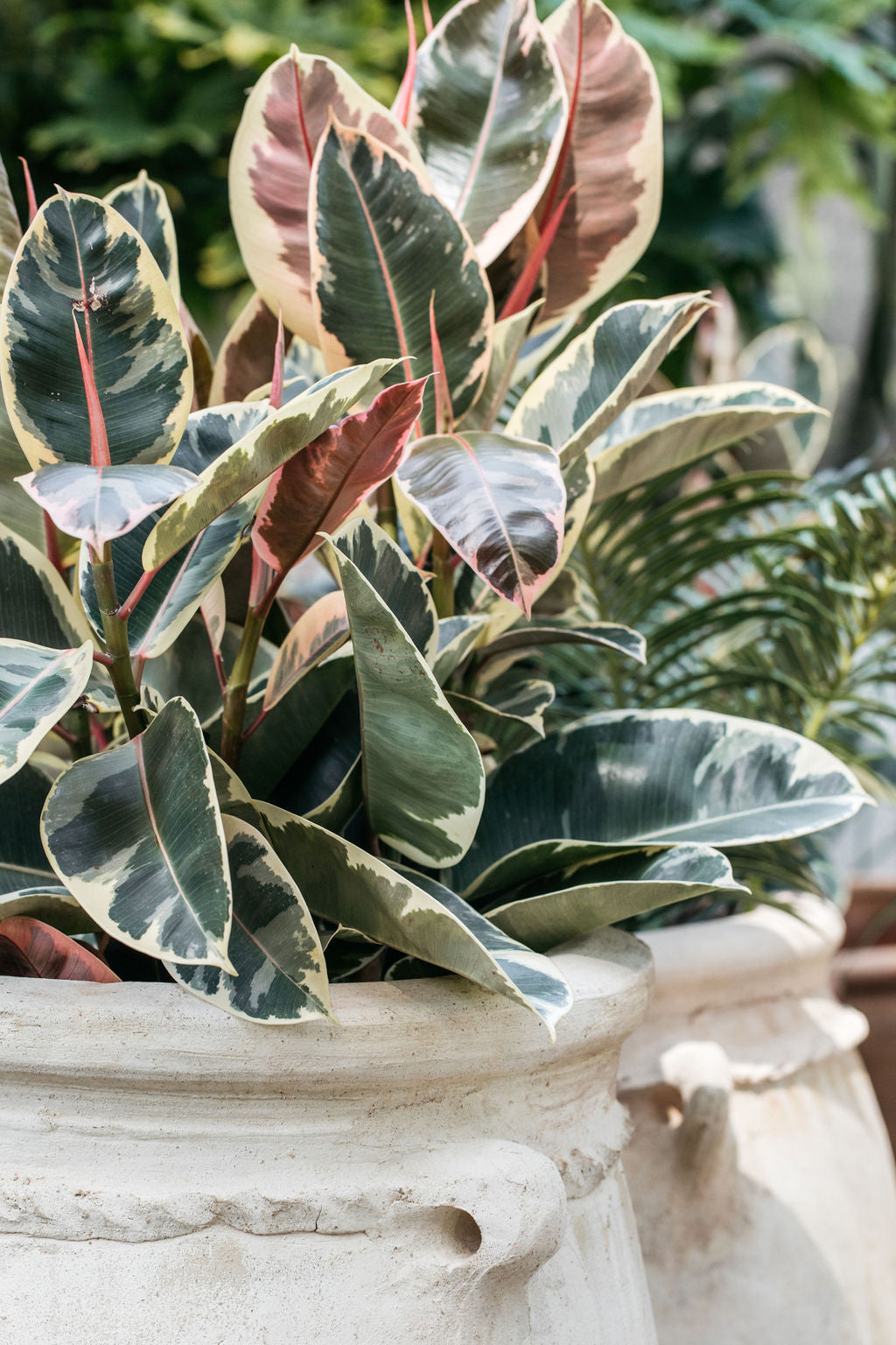 white tineke rubber tree Ficus elastica 'Tineke' (Rubber Plant)