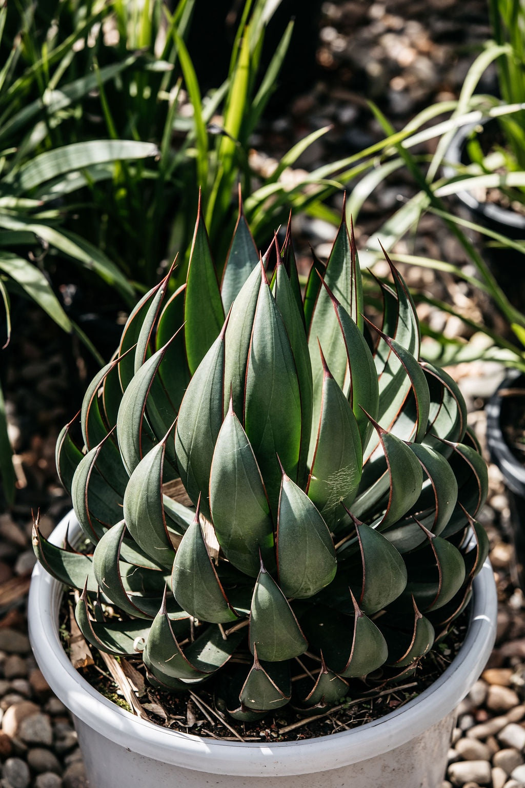 mangave praying hands plant Mangave 'Praying Hands' (Mangave) – The Palms Sydney