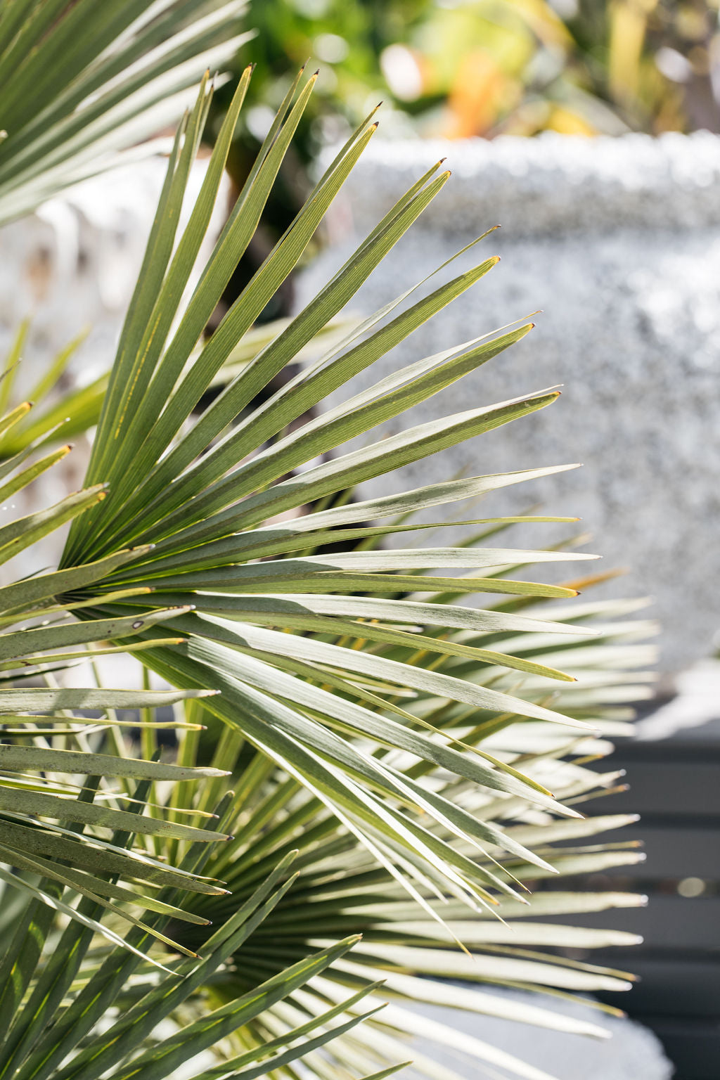 outdoor palm plants uk Chamaerops humilis (European Fan Palm) – The Palms Sydney