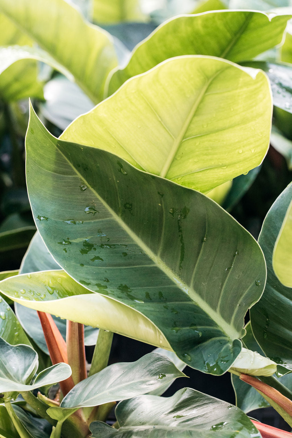 philodendron imperial green vs congo green Philodendron congo 'Imperial Green' (Philodendron)