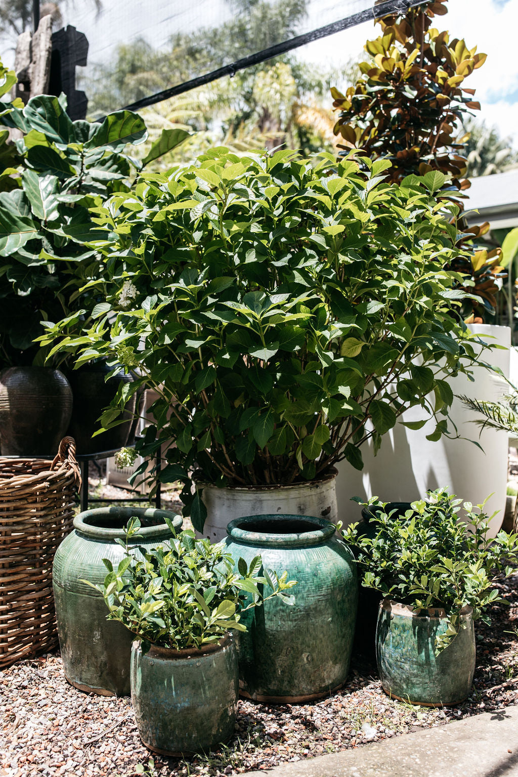 ginger plant pot Large Green Ginger Pots – The Palms Sydney
