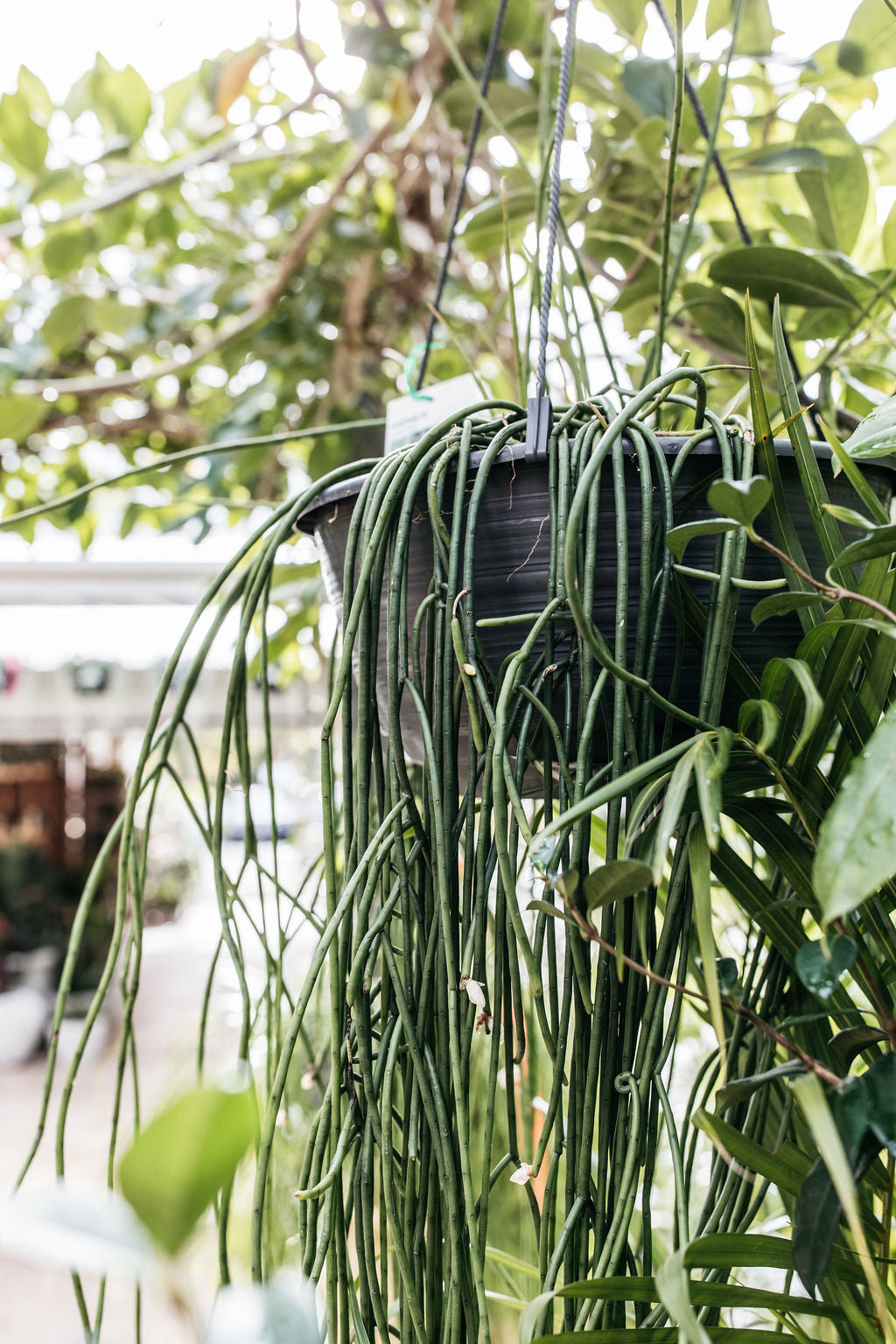 spaghetti plant succulent Rhipsalis 'Spaghetti' (Mistletoe Cactus)