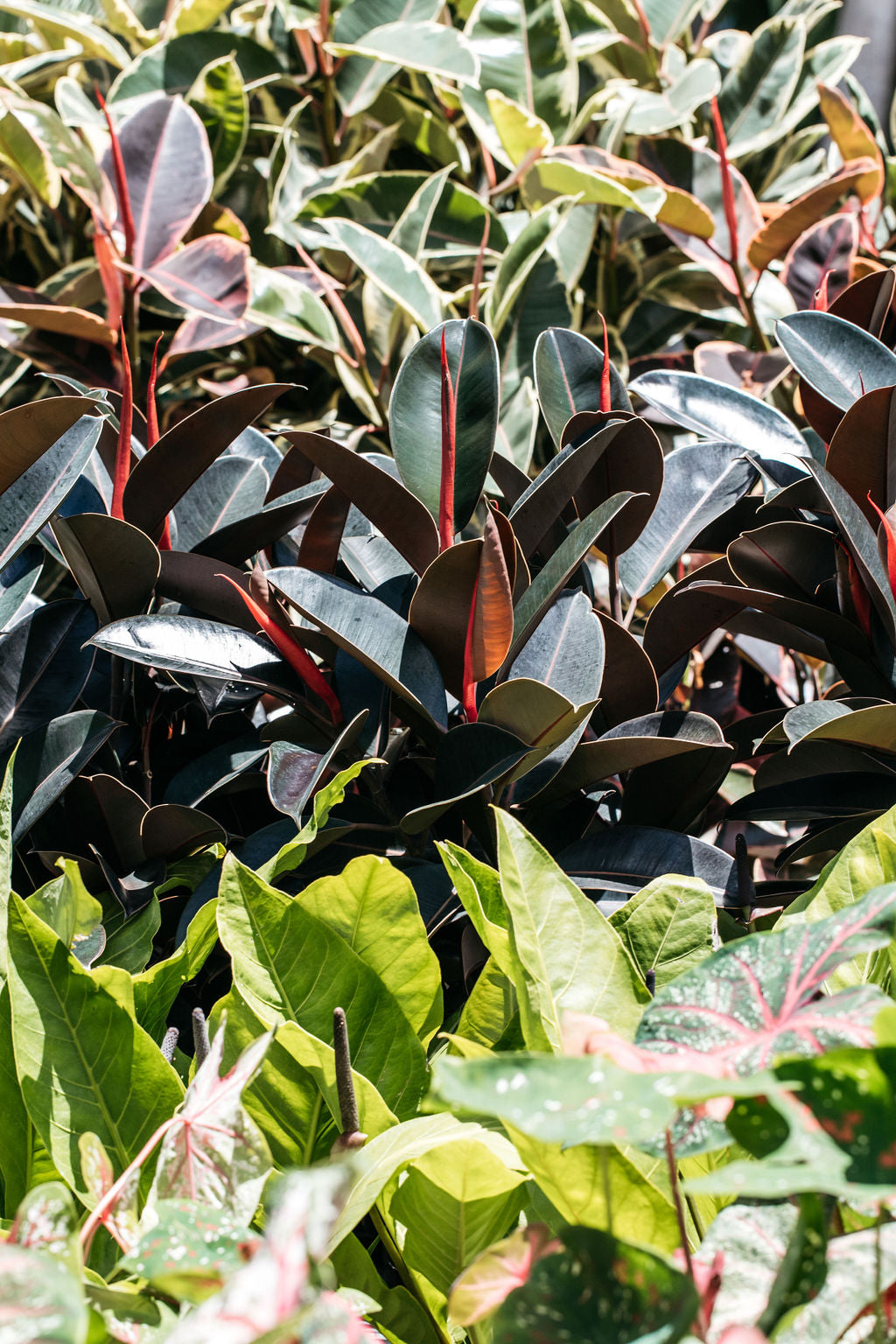 australian rubber tree Ficus elastica 'Burgundy' (Rubber Tree)