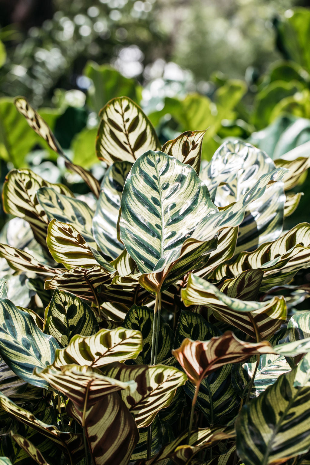 peacock plant indoor or outdoor Calathea makoyana (Peacock Plant)