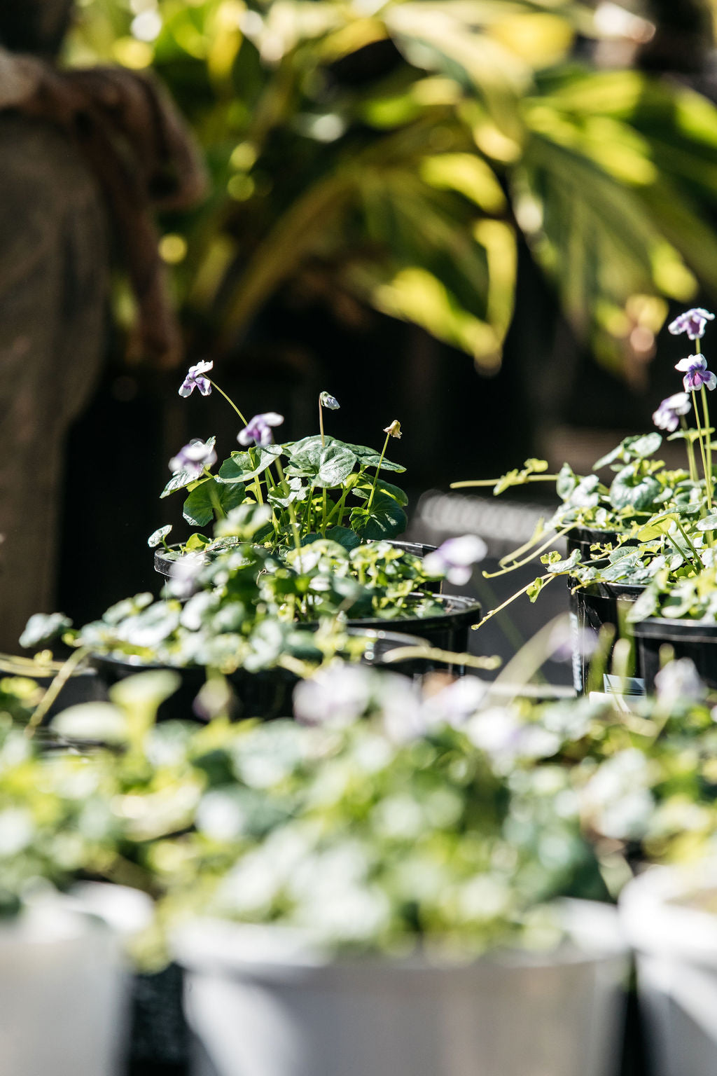 Viola hederacea (Native Violet)