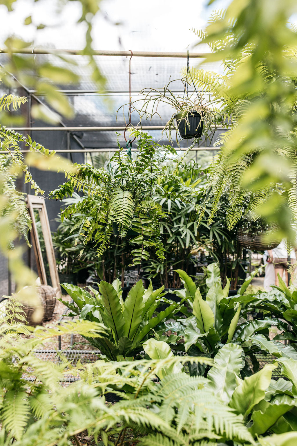 asplenium australasicum birds nest fern Asplenium australasicum (Birds Nest Fern)