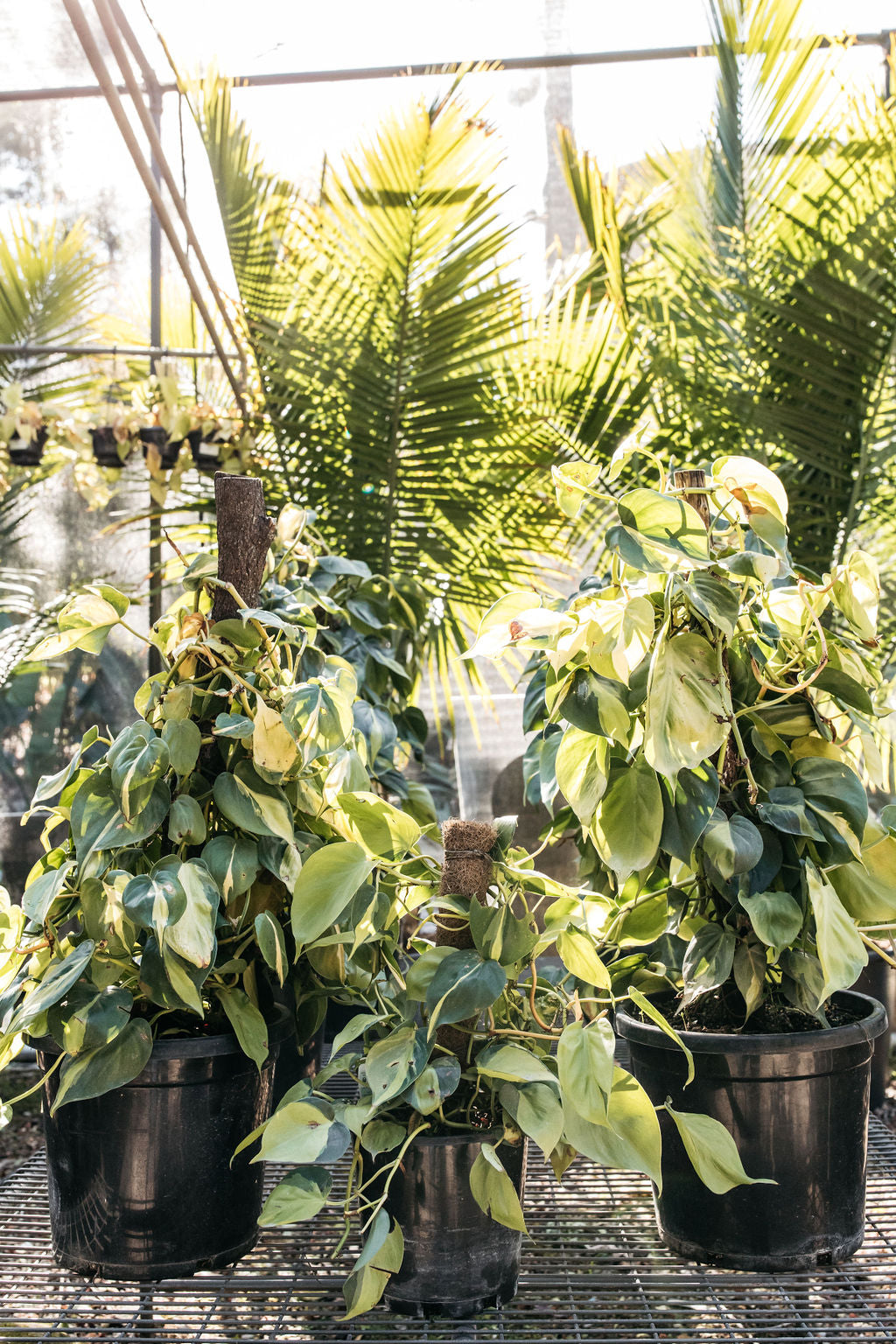 is devil's ivy a philodendron Epipremnum aureum (Devil's Ivy)