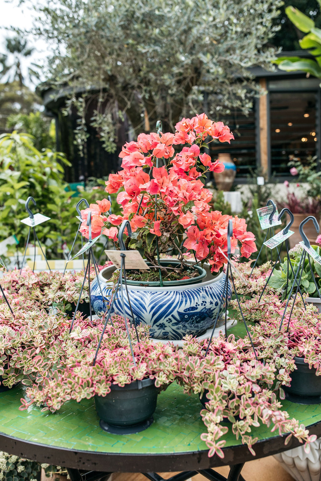 best potting mix for bougainvillea australia Bougainvillea – The Palms Sydney