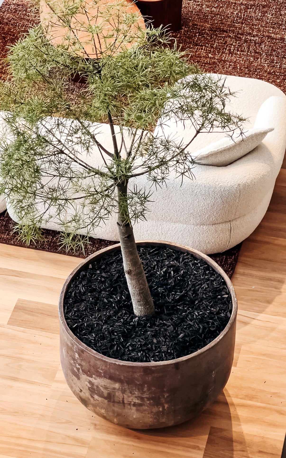 indoor plants qld Brachychiton rupestris (Queensland Bottle Tree) – The Palms Sydney
