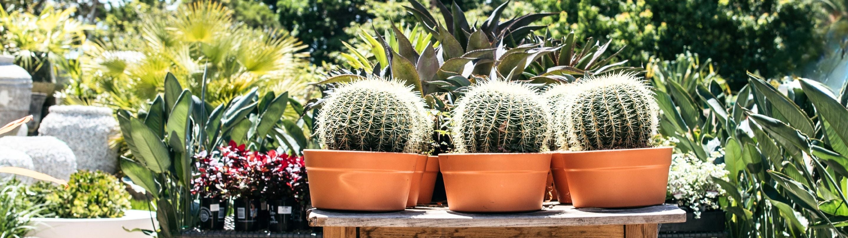 Cactus & Succulents