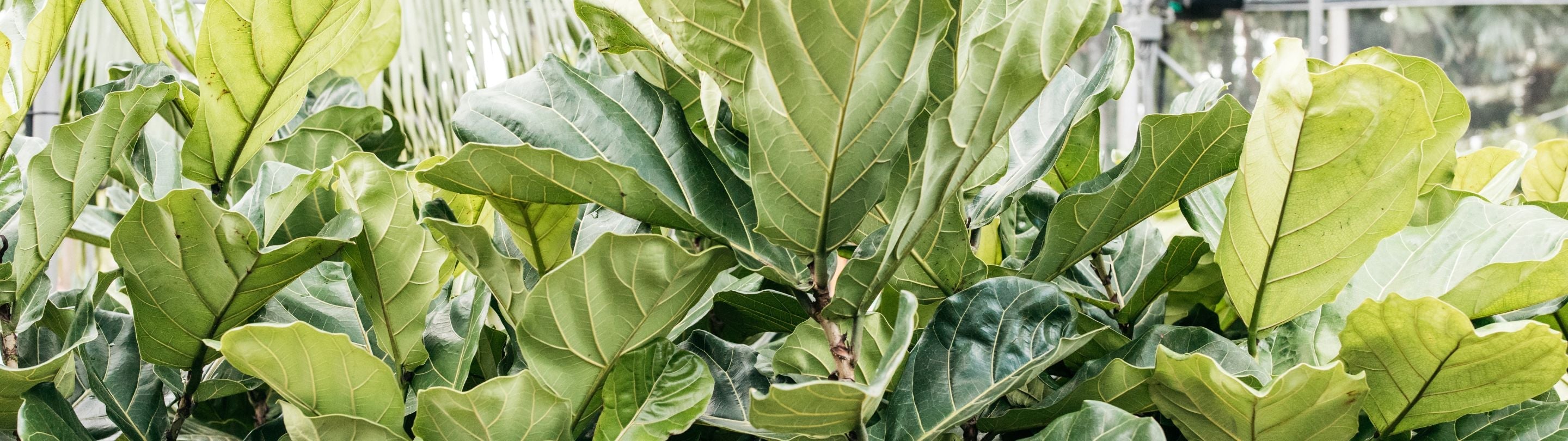 Plants