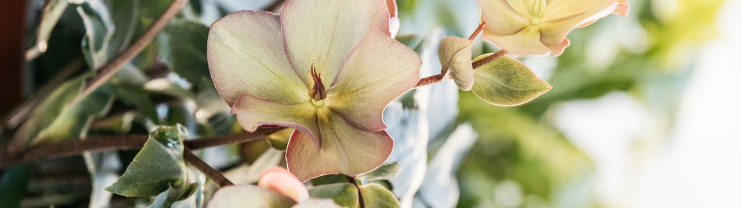 Flowering Plants