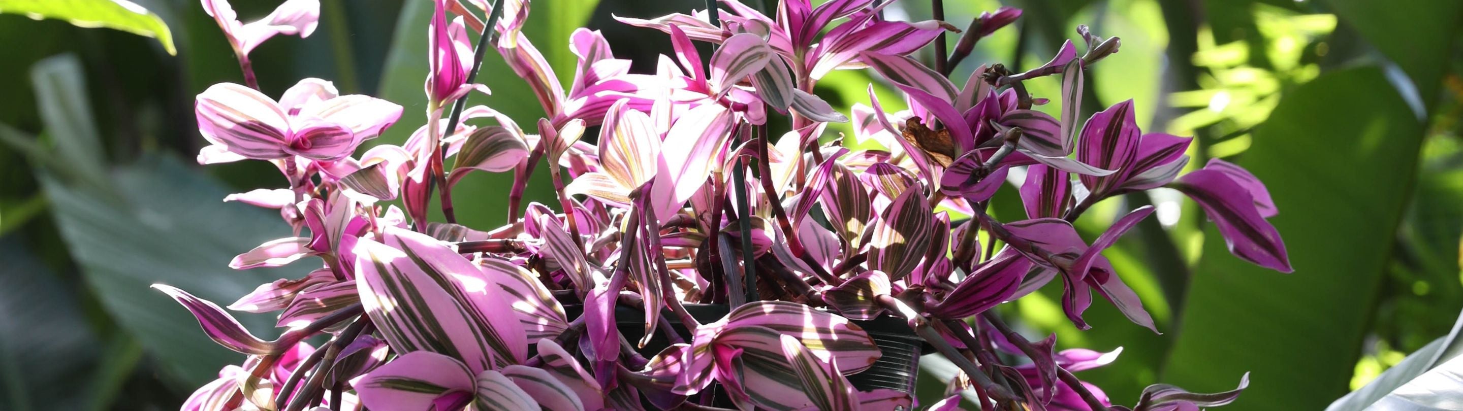 Hanging & Climbing Plants