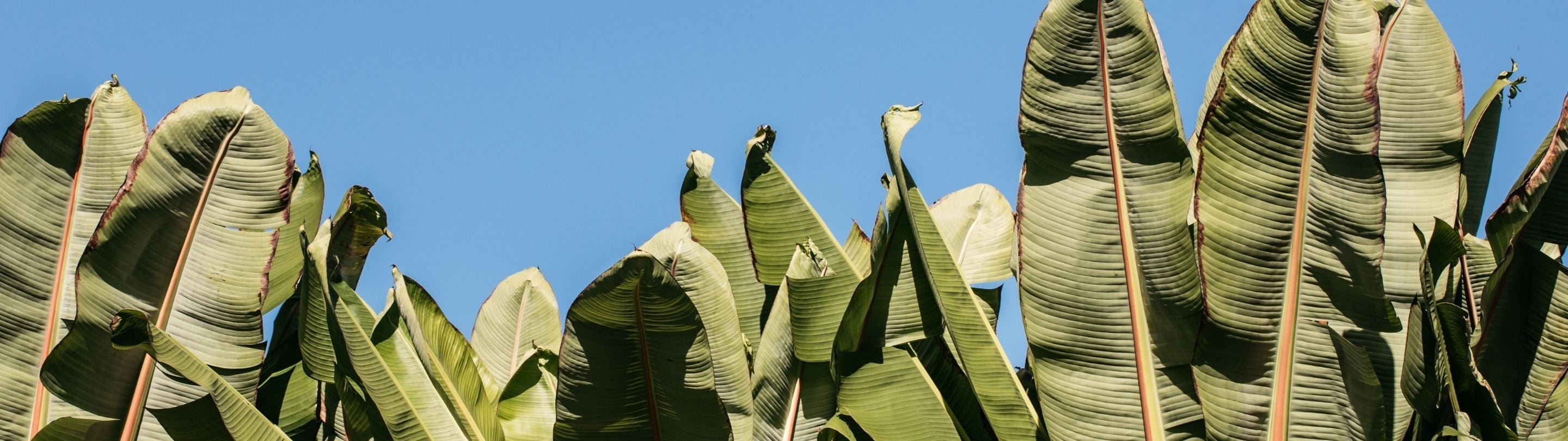 Mature Plants