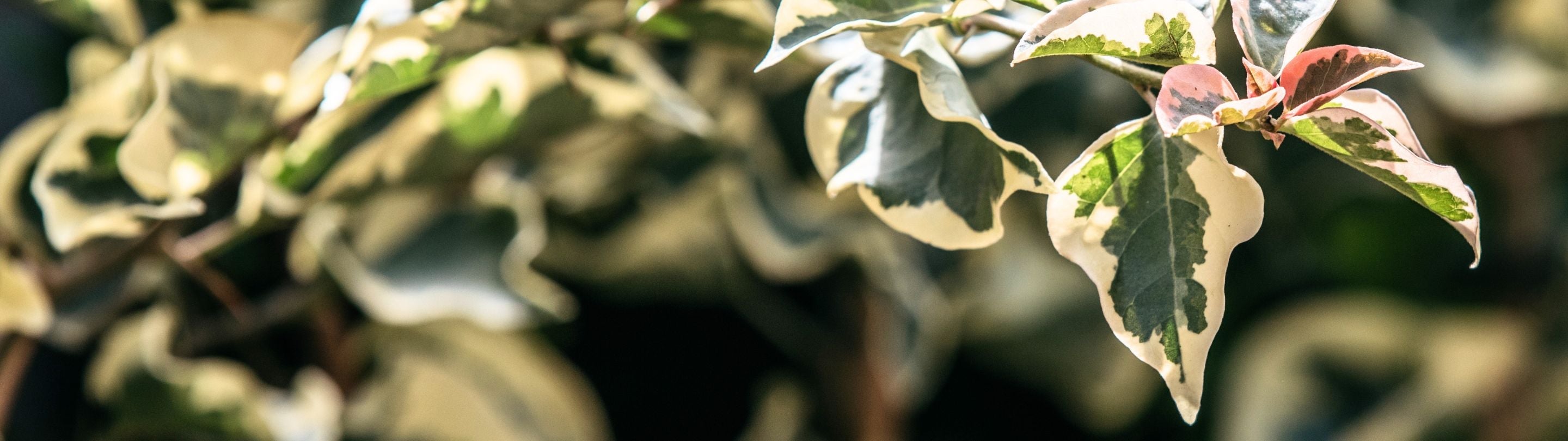 Hanging & Climbing Plants