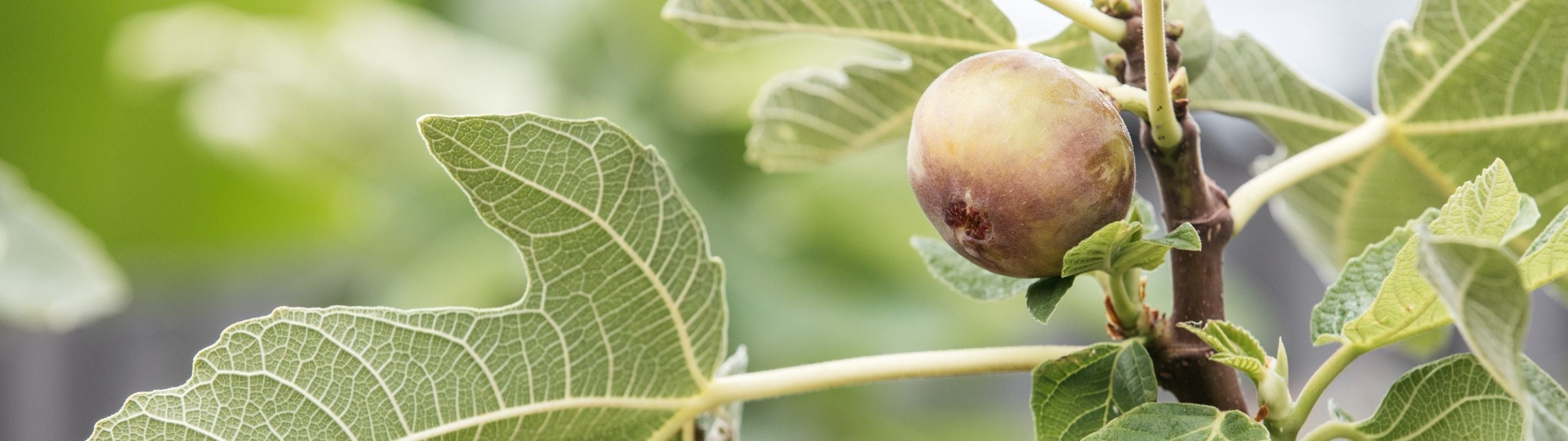 Fruit Trees & Herbs