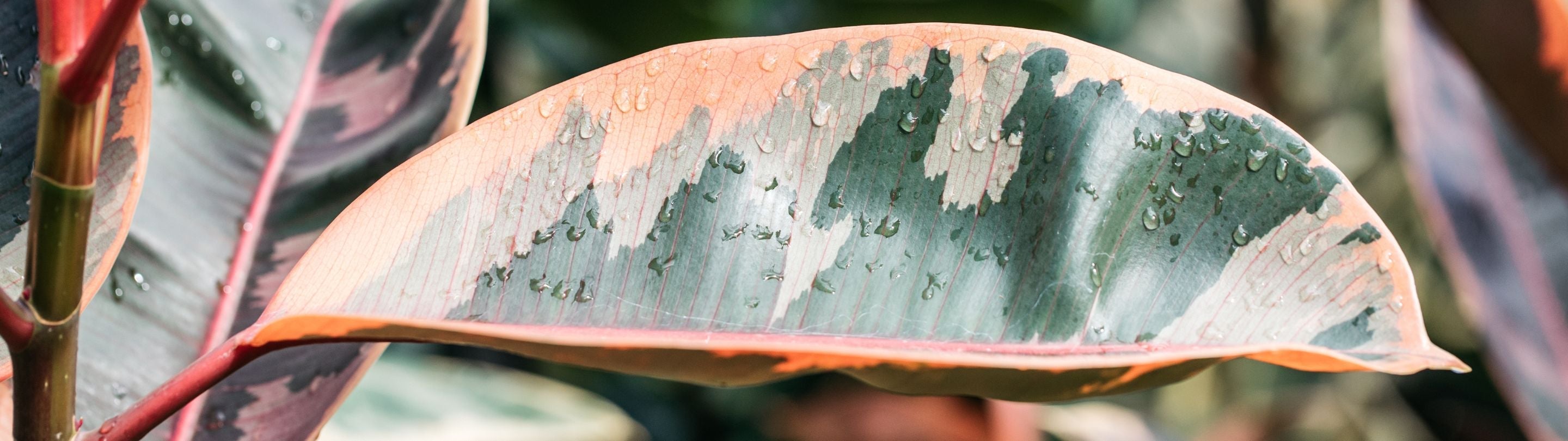 Topiary & Formal Gardens