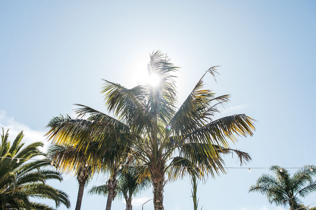 Palm Trees & Tropical Plants