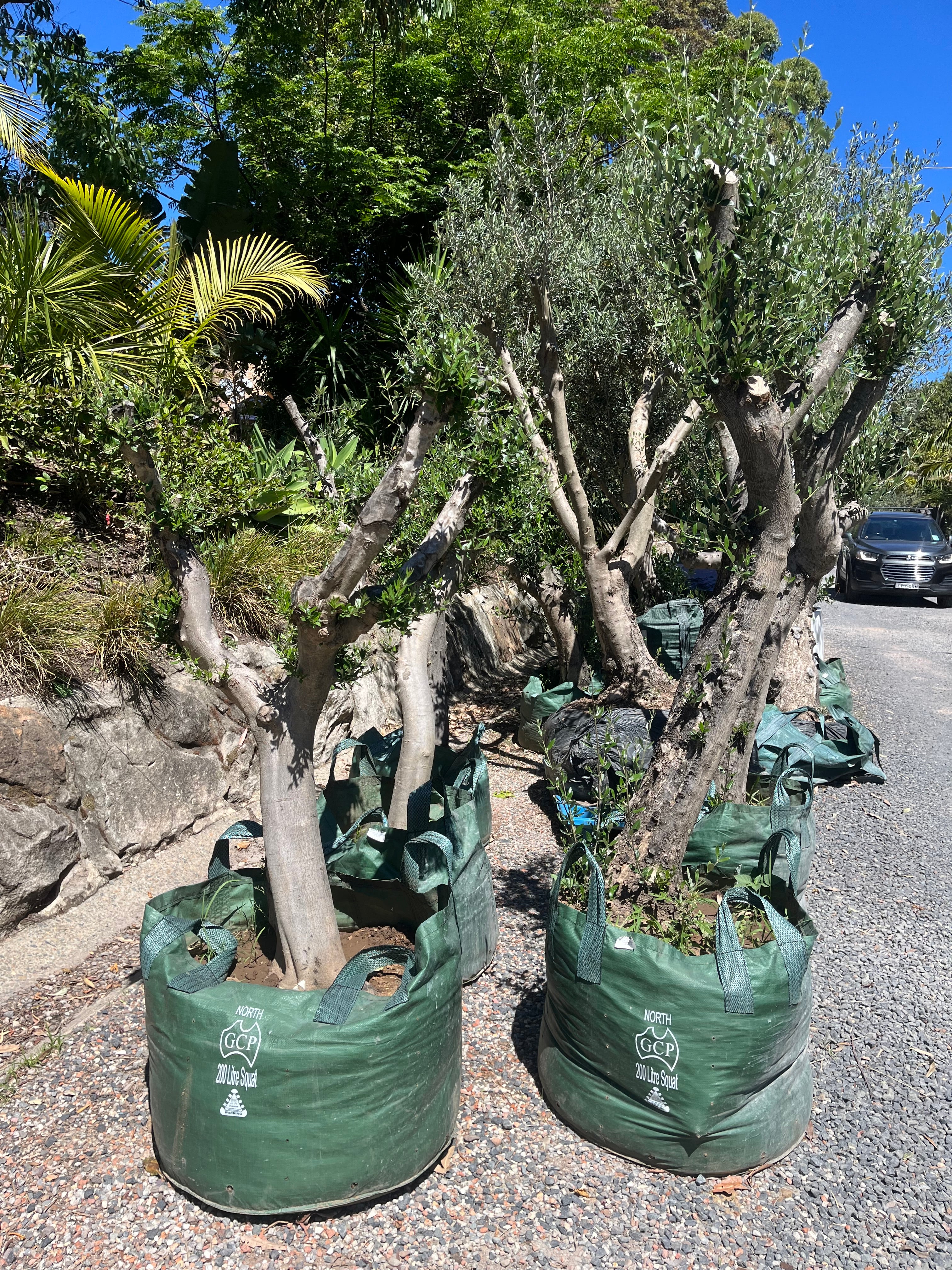 Aged Small Ex Ground Olive (Olea europaea 'Frantoio')
