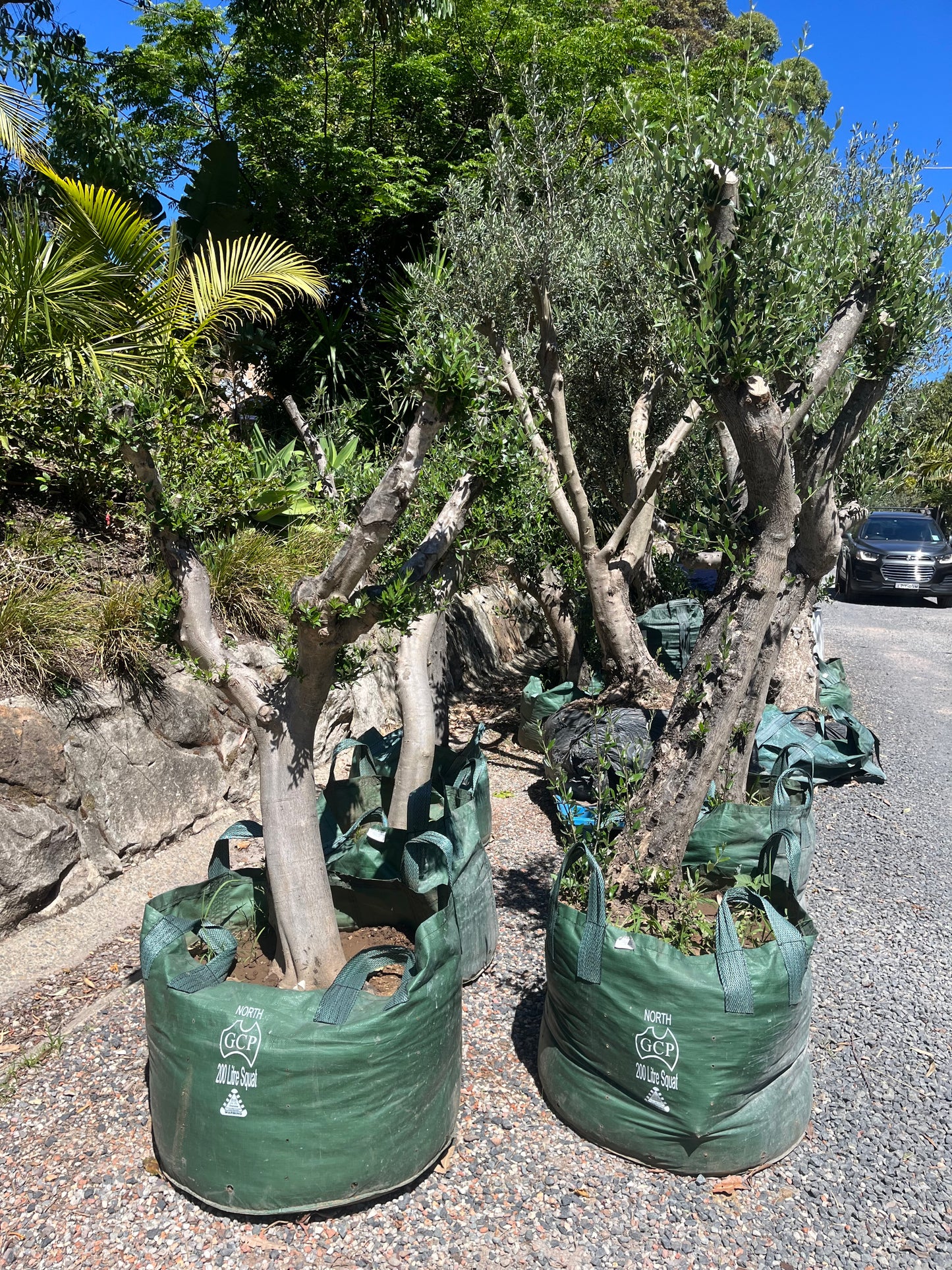 Aged Small Ex Ground Olive (Olea europaea 'Frantoio')