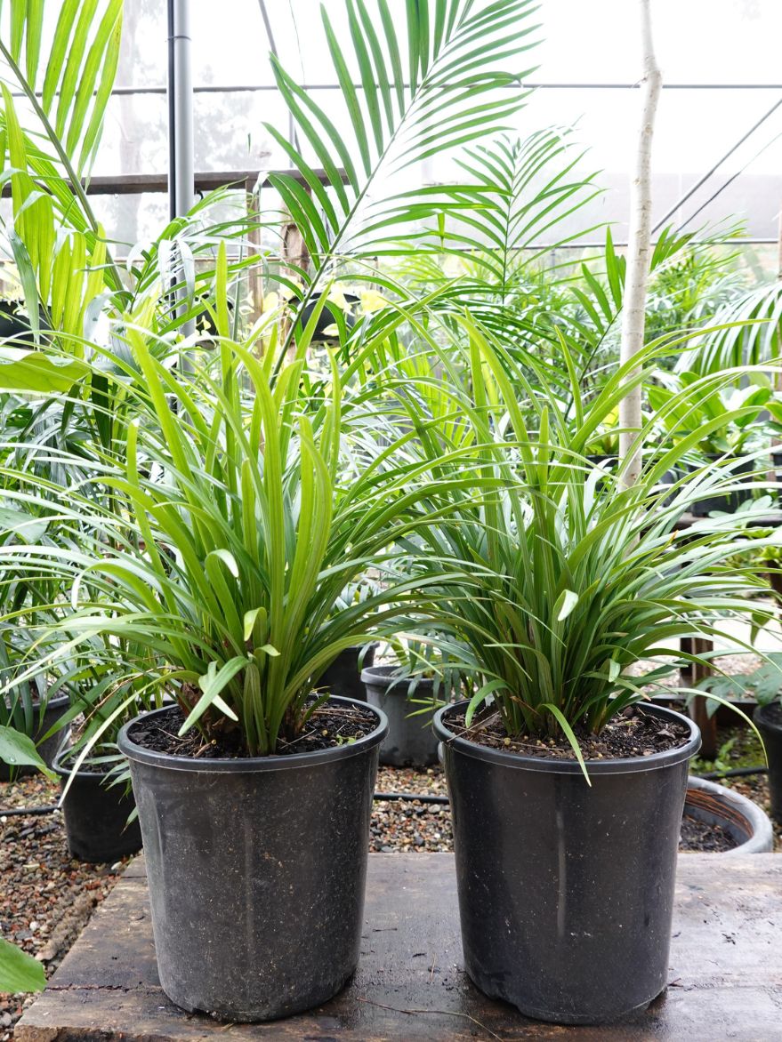 Liriope Evergreen Giant (Liriope muscari)