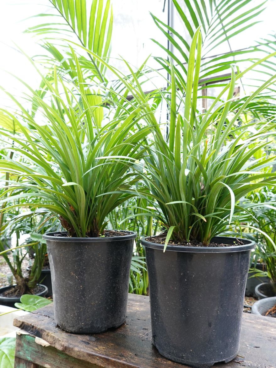 Liriope Evergreen Giant (Liriope muscari)