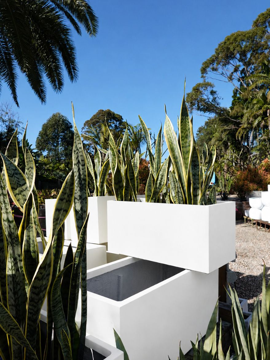 Asher Trough