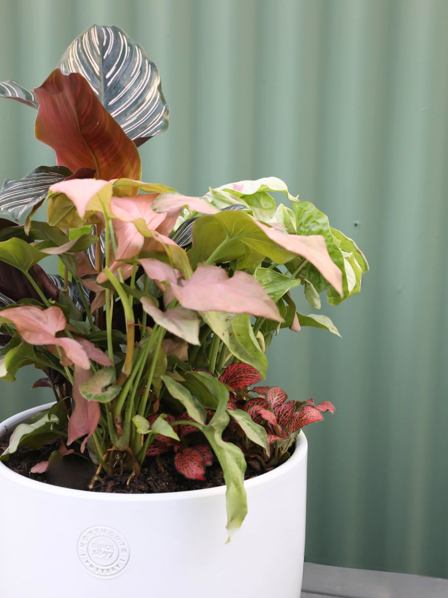 Planted Arrangement 6