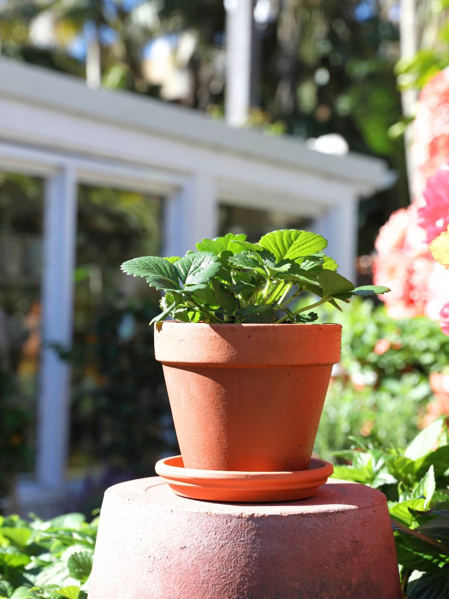 Strawberry in Terracotta Pot with Saucer