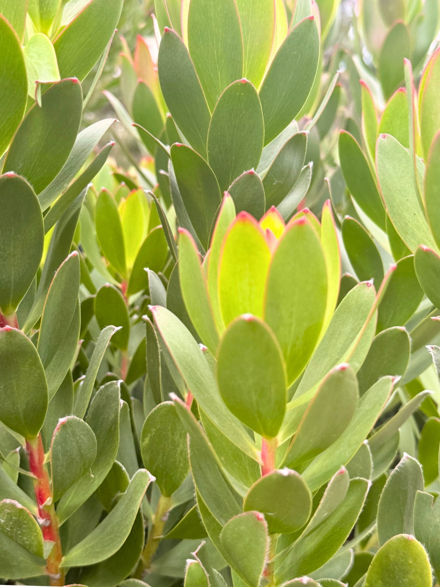 Leucadendron 'Summer Sun' (Conebush) 300mm